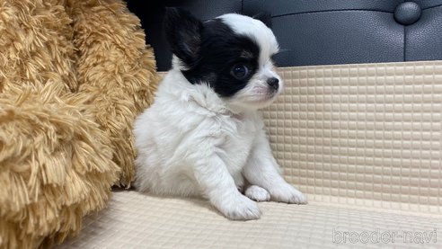 成約済の兵庫県のチワワ(ロングコート)-320454の3枚目